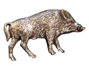 Ansteckpin Wildschwein Metall 2 cm Jagd Ansteckpin Wildschwein Metall 2 cm Jagd